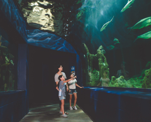 Interior of Ripley’s Aquarium Gatlinburg.