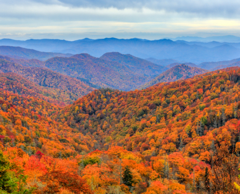 Fall foliage in the Great Smoky Mountains.